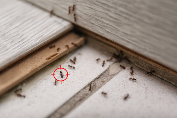 Best Insect Control  in Pinetops, NC